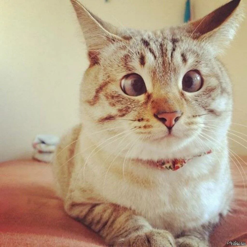 Кот со. Кошачья морда. смешные морды котов.