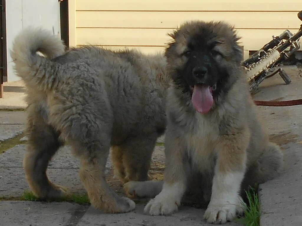 продам кавказца