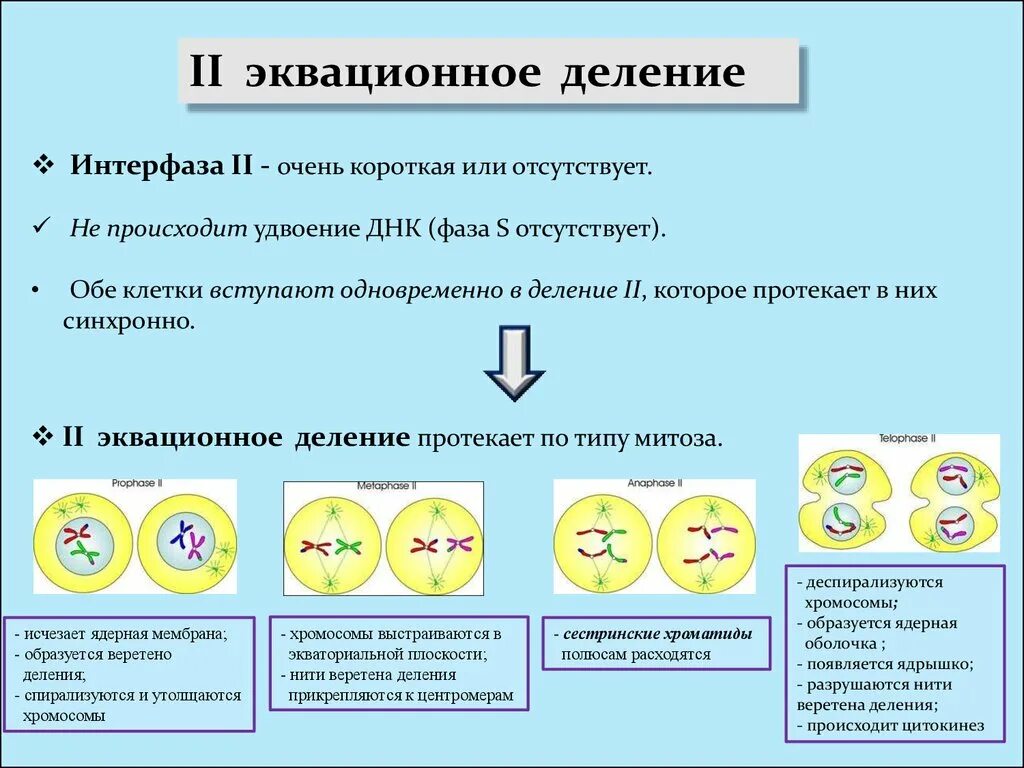 Эквационное деление деление. Митоз эквационное деление. Эквационное деление короткая интерфаза. Интерфаза деления.