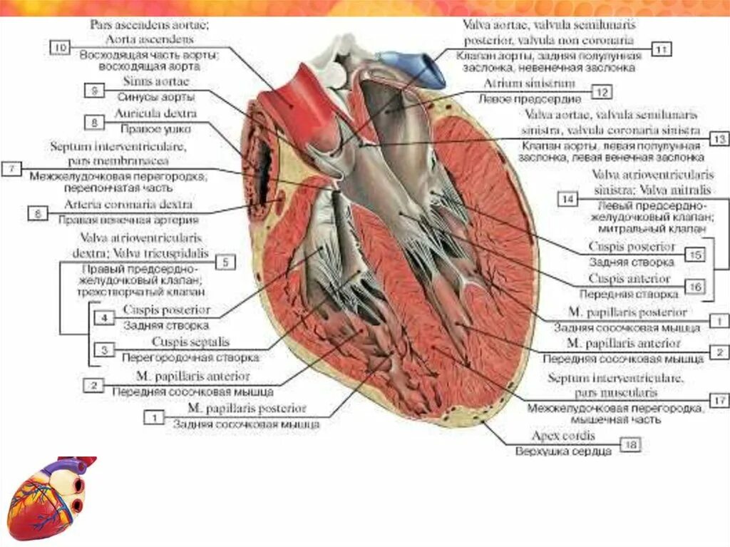 Название крови в правой части сердца. Внутреннее строение сердца анатомия латынь. Строение сердца с подписями на латыни. Внутреннее строение сердца латынь. Строение сердца человека анатомия на латинском.