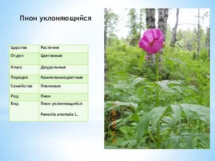 Систематика пиона