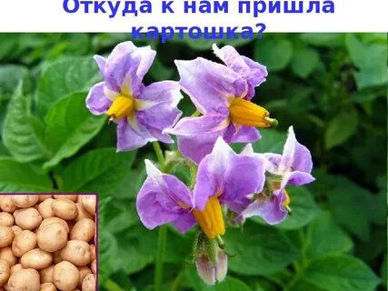 Бобовые и пасленовые