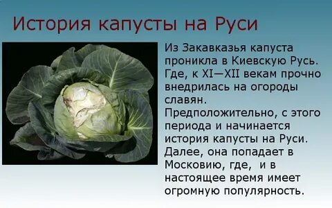 Предком культурных сортов капусты была