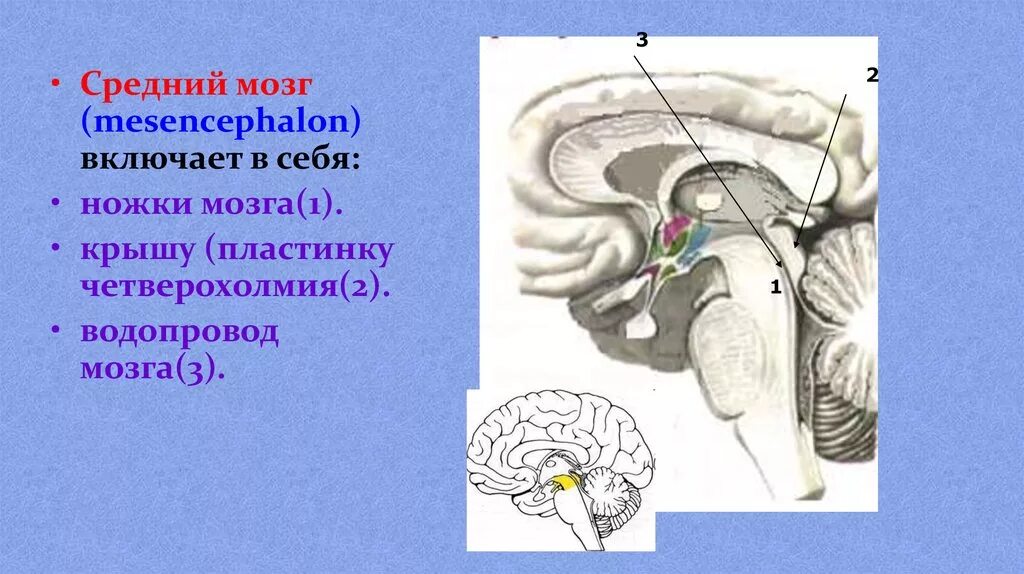 Средний мозг включает в себя