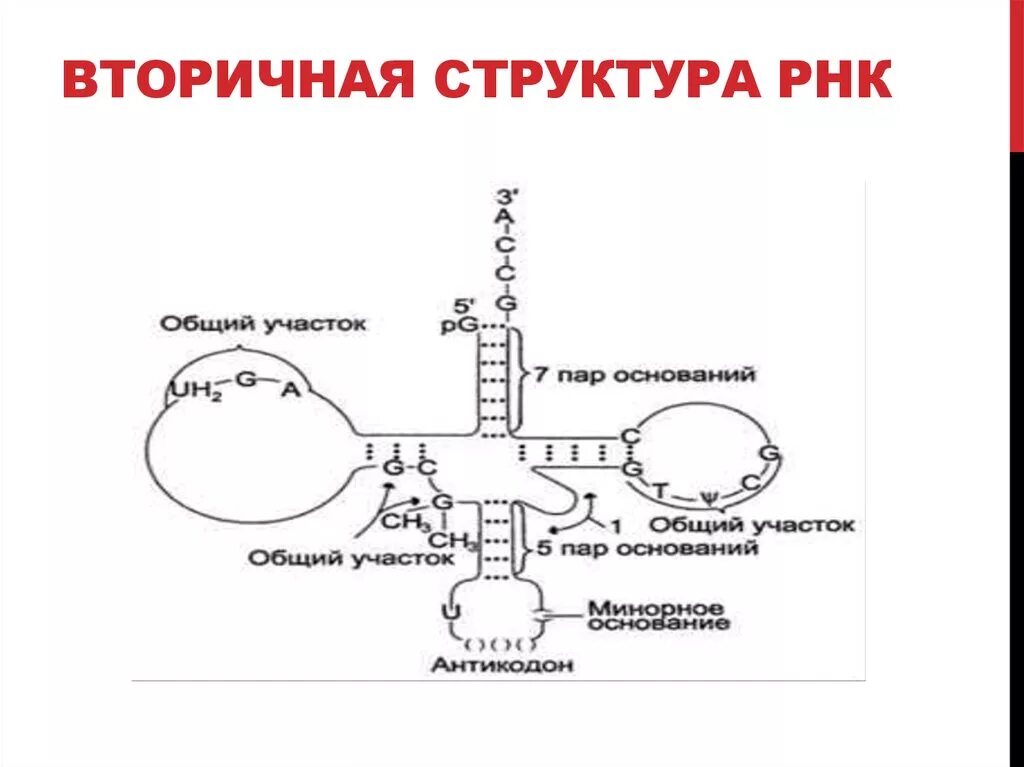 Структура ТРНК биохимия. Вторичная структура структура РНК. Вторичная структура РНК биохимия. Структуры РНК первичная вторичная и третичная.