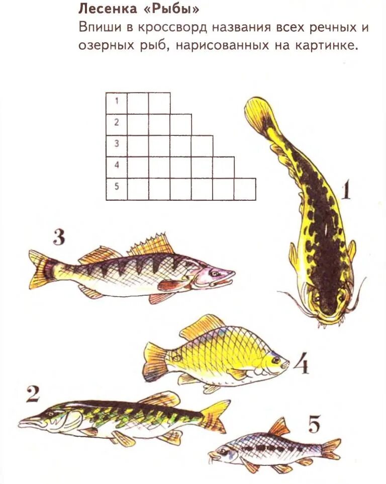Кроссворд рыбы для детей. Рыбы задания для дошкольников. Кроссворд про рыб. Пресноводные рыбы задания для дошкольников.