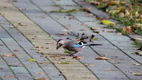 Came bird