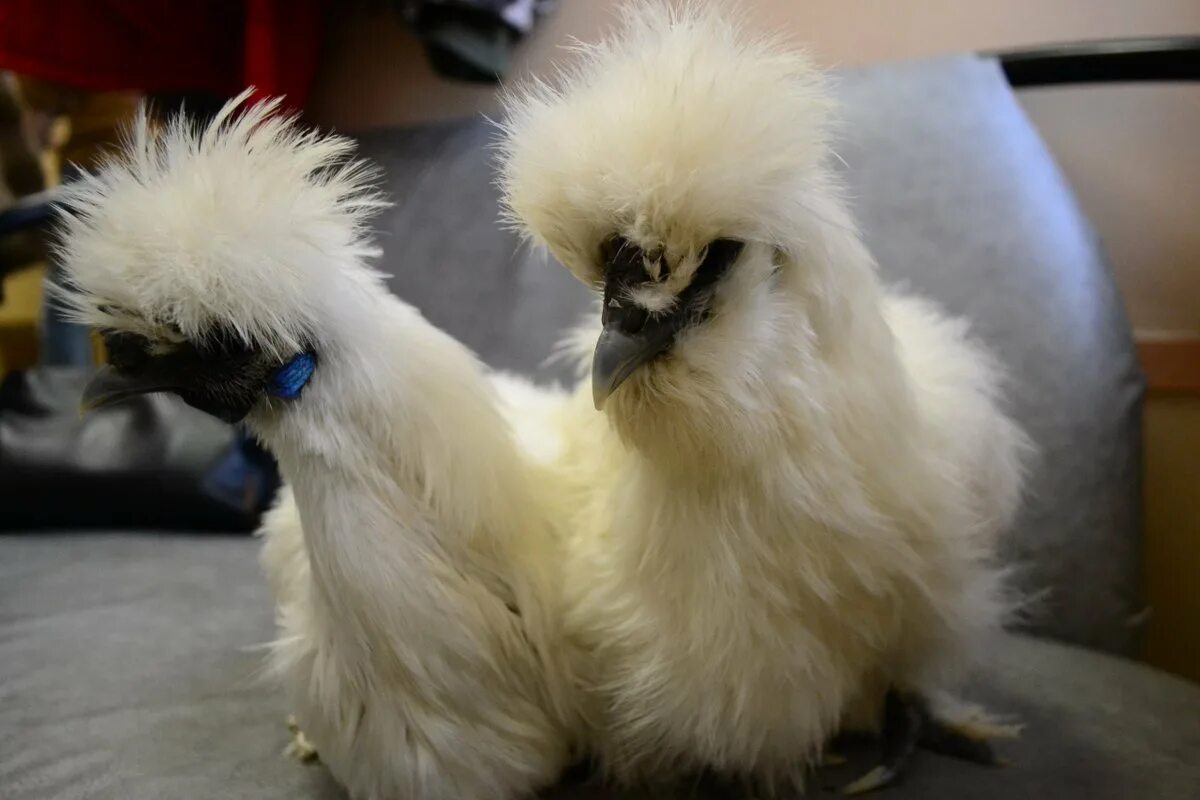 Китайские хохлатые куры 58 фото - ZooClever.ru