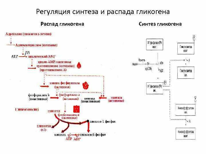 Схема распада гликогена с ферментами. Распад гликогена биохимия схема. Регуляция синтеза и распада гликогена схема. Гормональная регуляция синтеза гликогена биохимия.