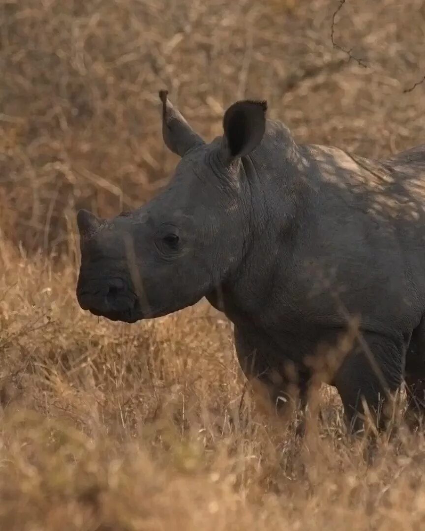 Яванский носорог. Сумчатый носорог. Западно-Африканский черный носорог. Редкие носороги. Носорог цвет
