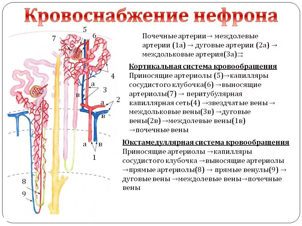Кровоснабжение нефрона гистология. Кровоснабжение нефрона физиология. Система кровоснабжения почки. Схема строения и кровоснабжения нефрона. Капсулы нефронов находятся в мозговом