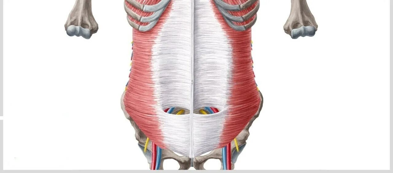 Pyramidalis muscle. Linea alba abdominis. Анатомия прямой мышцы живота. Прямая мышца живота m. Musculus rectus abdominis.