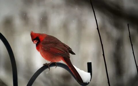 Cardinal high