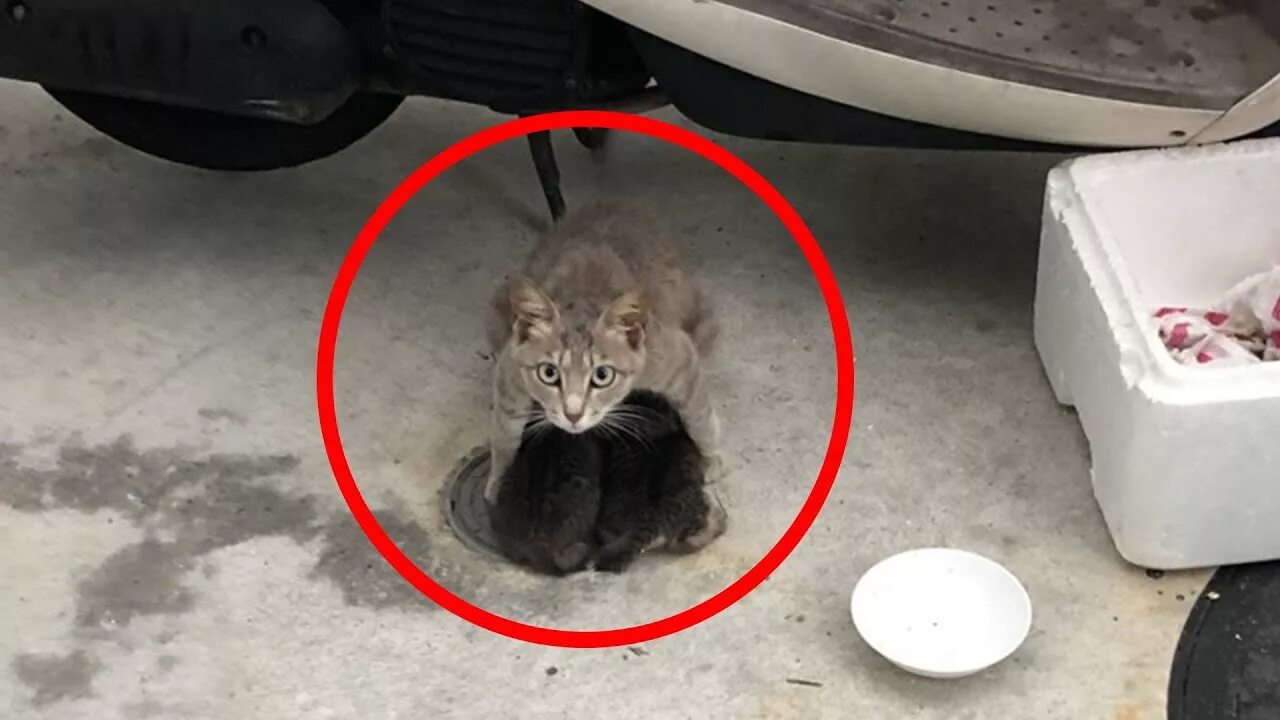 Котенок спас собаку. Кот защищает. котенок защищается. кот защищает кошку.