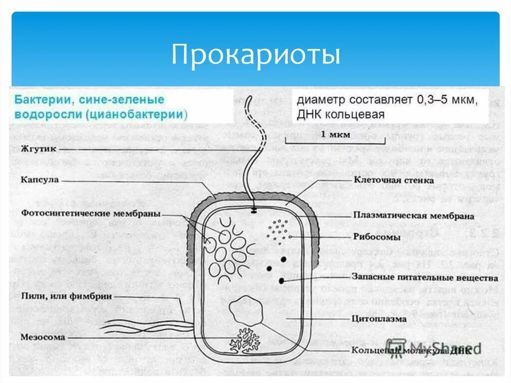 Для клетки прокариот характерно. Строение клетки прокариот бактерии. Схема строения клетки прокариот. Схема строения прокариотической бактериальной клетки. Строение прокариотической клетки бактерии.