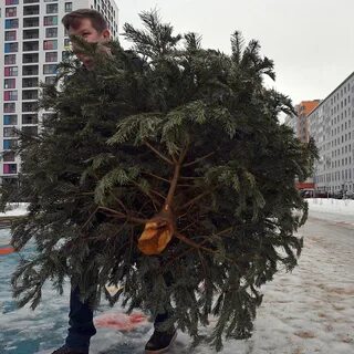 Елка евреев