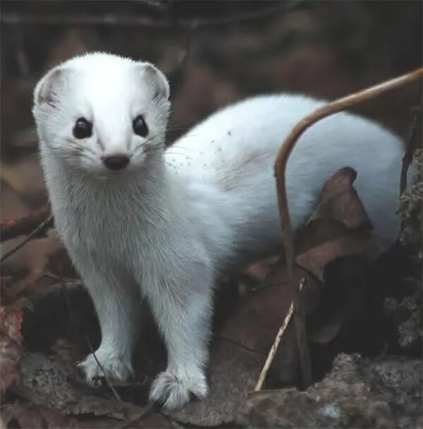 Зверьки красной книги. Ласка Mustela nivalis Linnaeus, 1766 ареал. Ласка норка хорёк горностай. Животные из красной книги. Ласки животные.