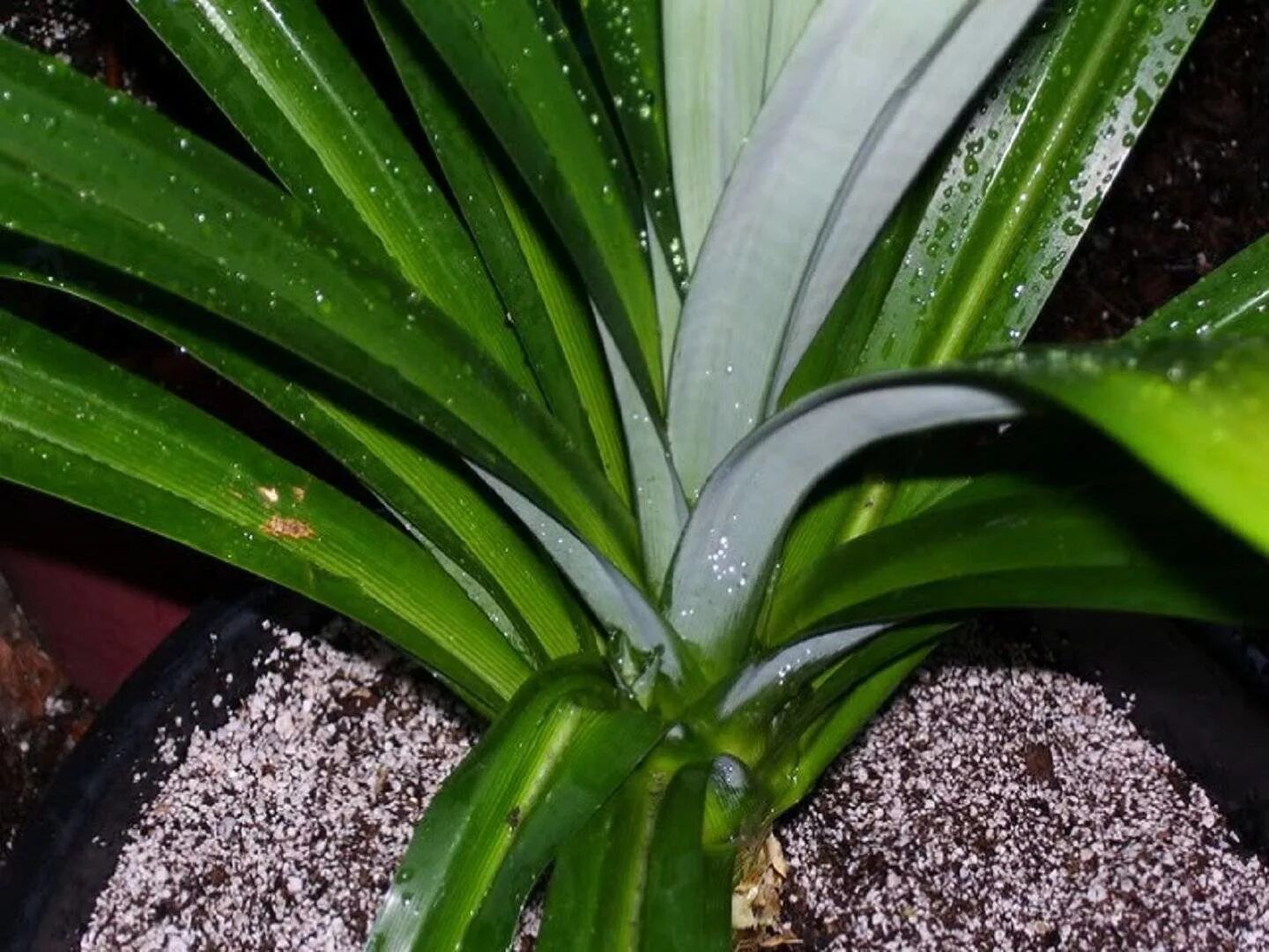 Комнатное растение панданус. Панданус. панданус винтовая пальма. хлорофитум панданус. цветок пальма панданус.