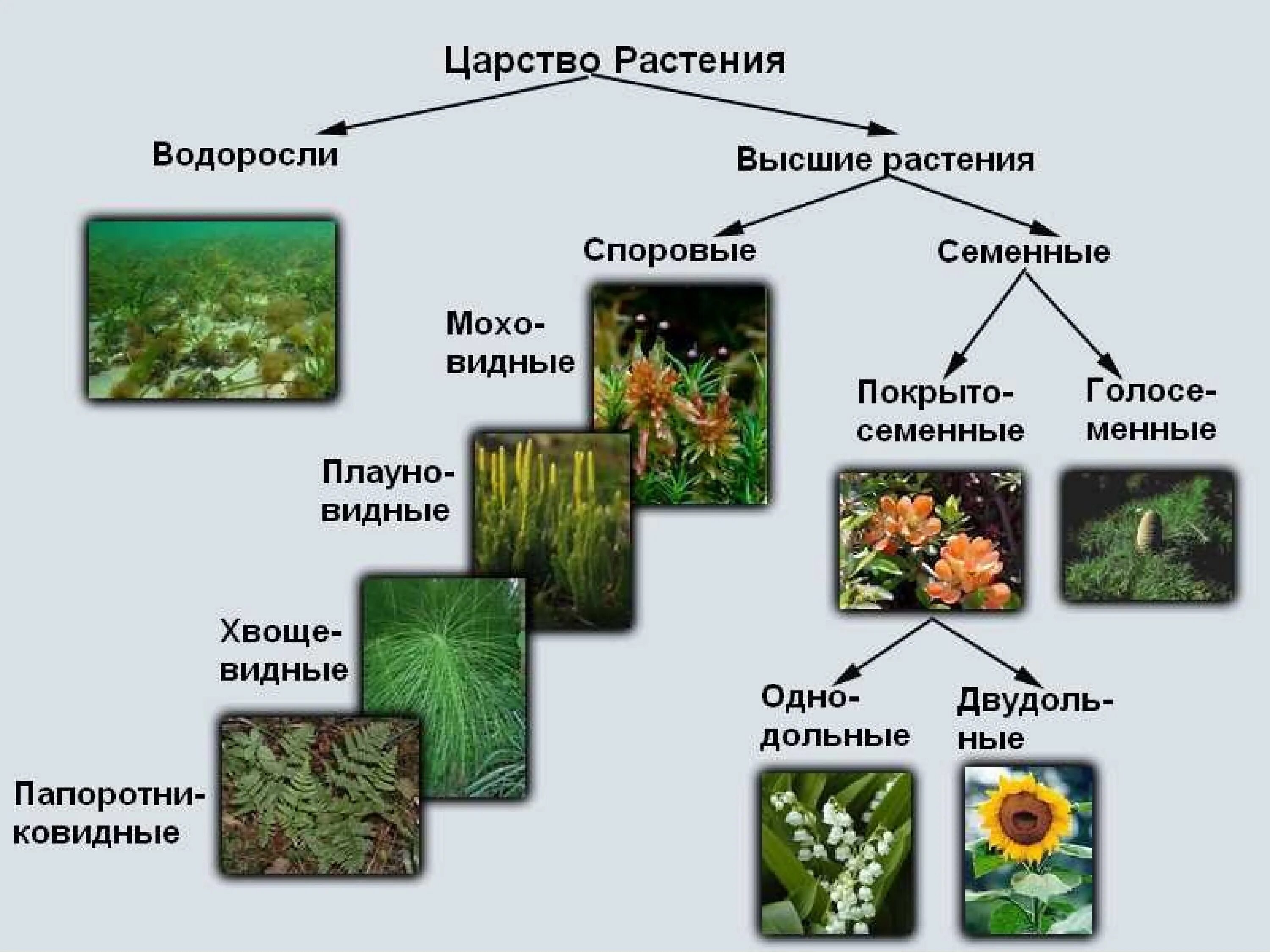 Конспект по биологии структура растительного сообщества. Представители царства растений 5 класс биология. Структура царства растений. Представители царства растений 6 класс биология. Царство растений 6 класс биология органы.