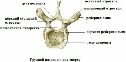 Верхняя позвоночная вырезка на латинском