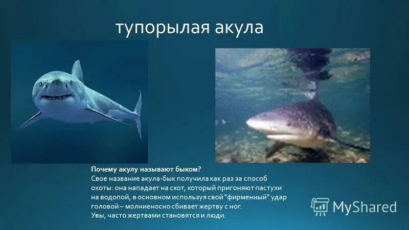 как можно назвать акулу. оригинальная акула из икеи. большая плюшевая акула 180 см. акула из икеи оригинал и подделка. акула 90 см игрушка.