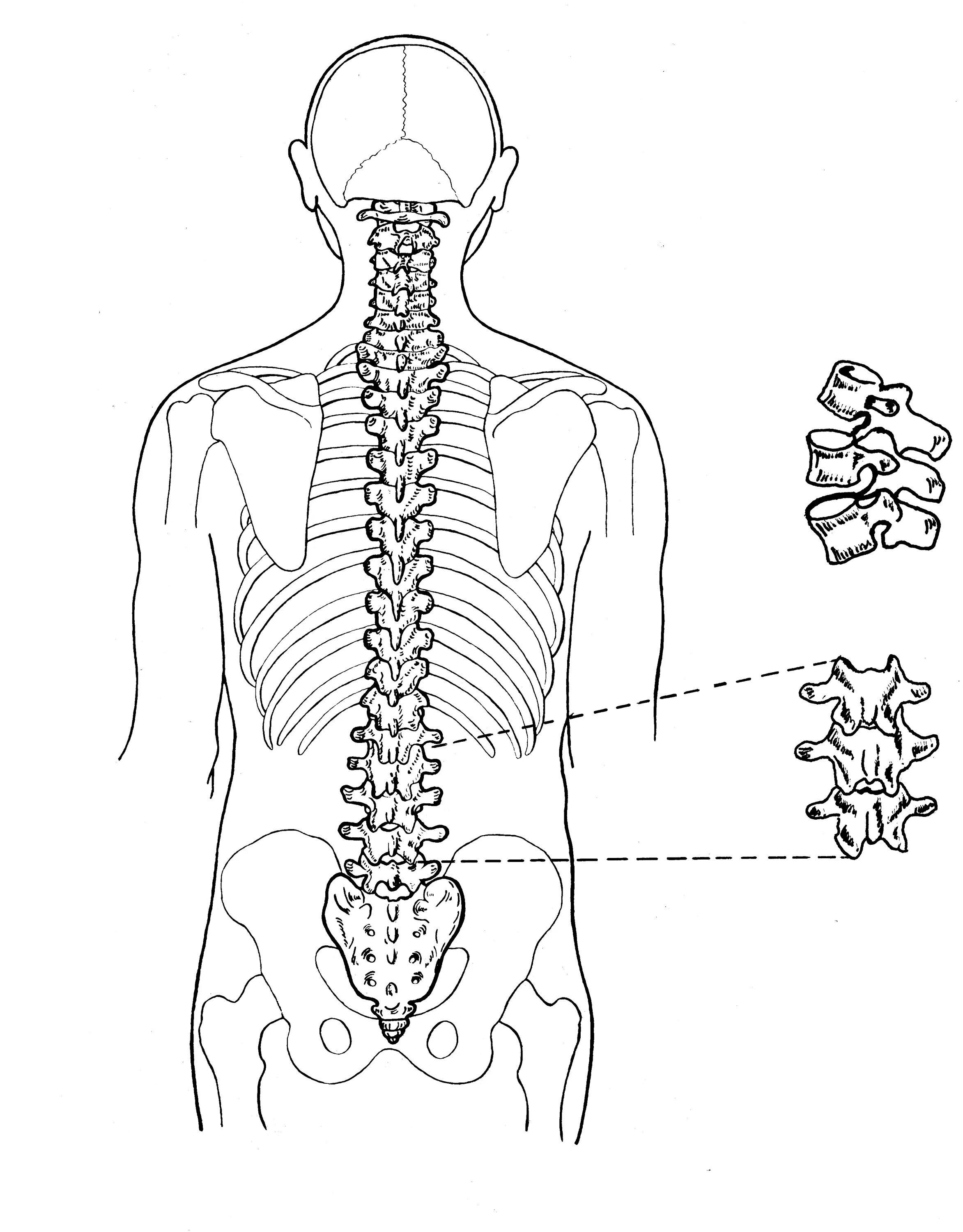 Поясница схема. Позвоночный столб анатомия. Позвоночник человека сколиоз анатомия. Позвоночник рисунок. Позвоночник человека рисунок.