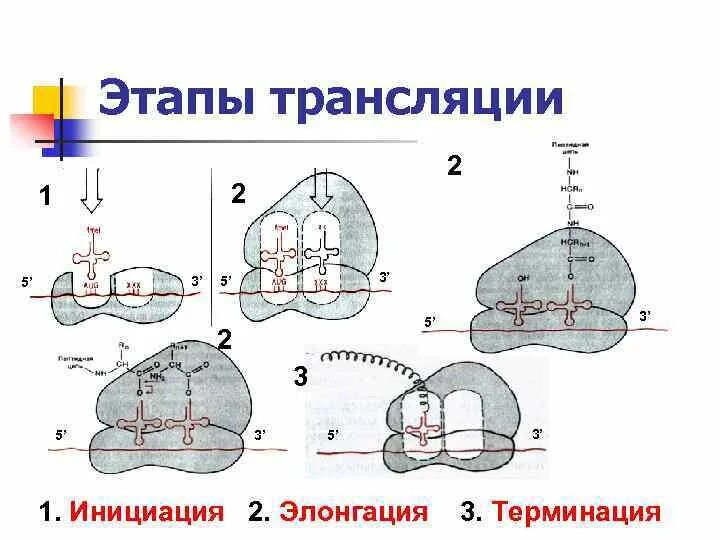 Этапы трансляции инициация элонгация терминация. Трансляция, этапы (инициация, элонгация, терминация, трансляция).. Биосинтез белка трансляция инициация элонгация терминация. Этапы трансляции биосинтеза белка инициация элонгация терминация. Этапы инициации трансляции