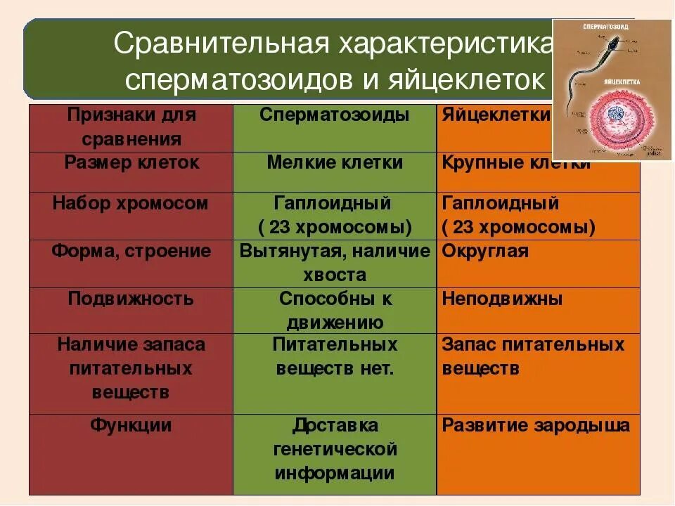 Чем отличаются половые клетки. Сравнение половых клеток таблица. Сравнительная характеристика сперматозоида и яйцеклетки. Строение и функции половых клеток таблица. Сравнительная таблица сперматозоида и яйцеклетки.