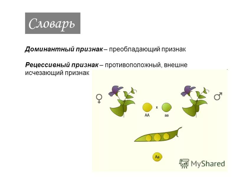 исчезновение рецессивного признака у гибридов первого поколения. какие признаки появляются у гибридов первого поколения. различные формы одного гена называются. моногибридное скрещивание. признак проявляющийся у гибридов первого поколения.