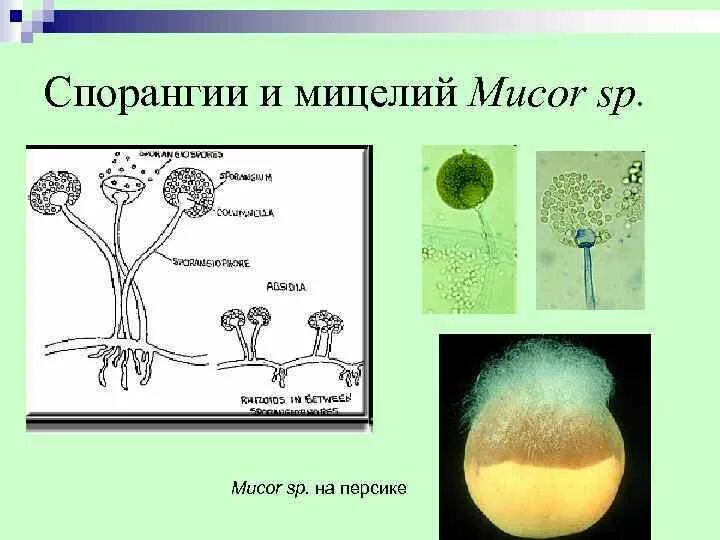 Мукор является представителем. Цикл воспроизведения мукора. зигоспоры мукор. размножение мукора схема. мукор мицелий.