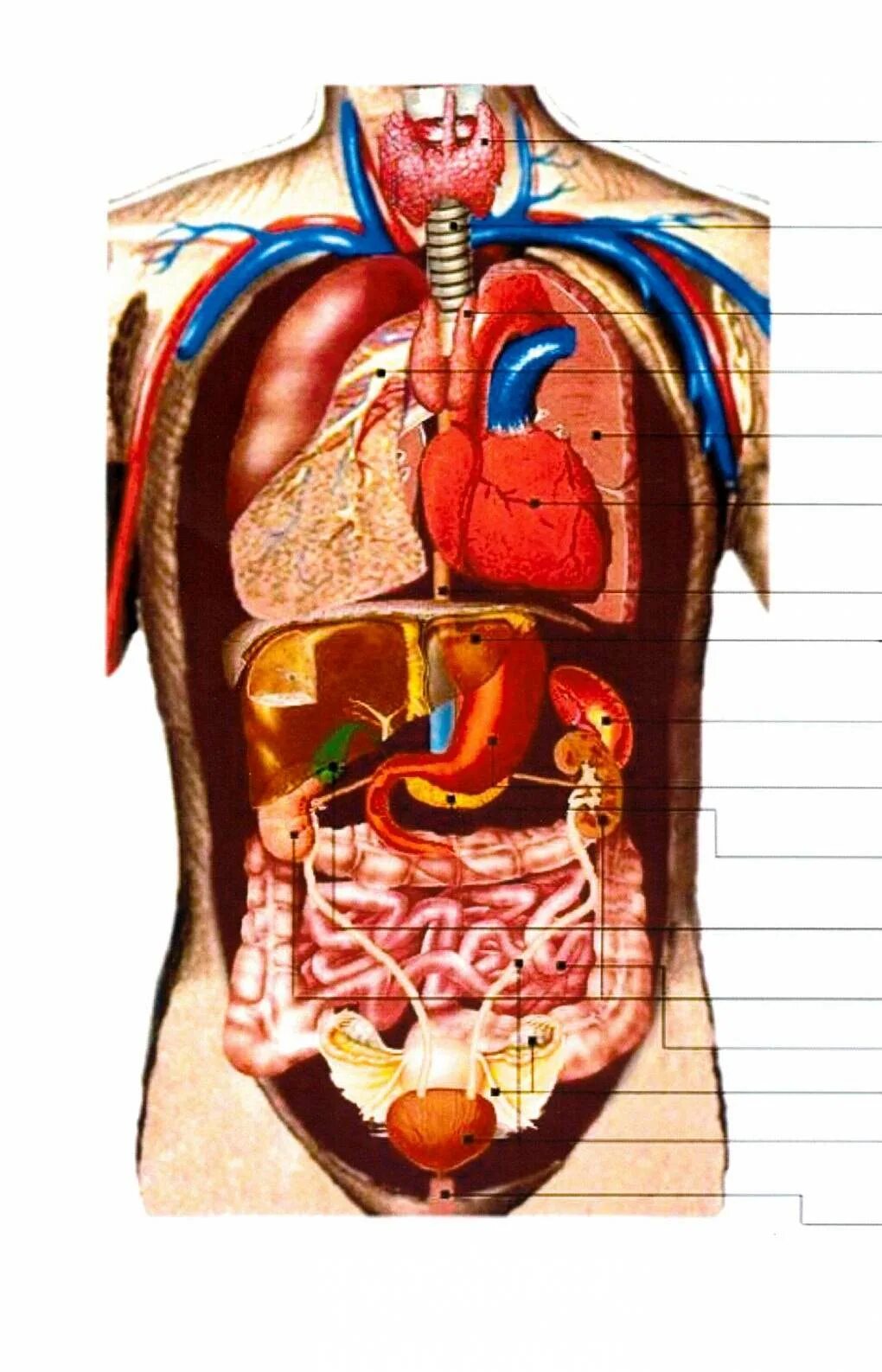Вид внутренних органов. Строение человека внутренние органы. Органы внутренние анатомия человека внутренние органы. Строение органов спереди. Анатомия органов брюшной полости человека 3д.