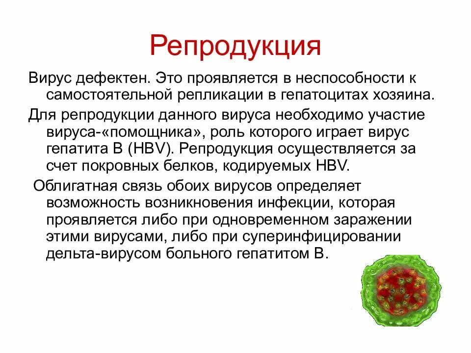 Репродукция вируса гепатита д. Дефектные вирусы это микробиология. Гепатит с репродукция микробиология. Вирус гепатита d микробиология.