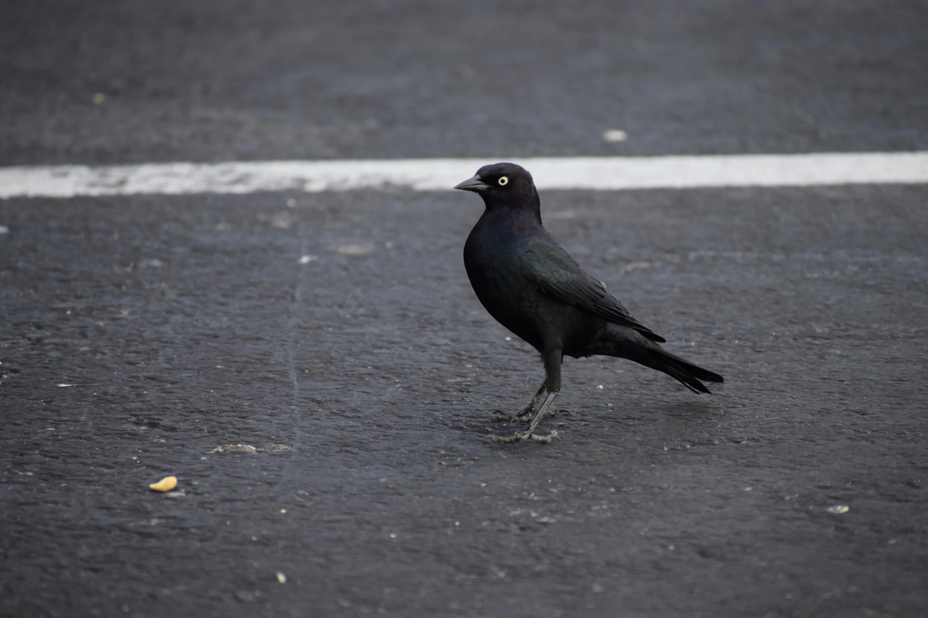 Черная птичка. Черная птица похожая на голубя. Маленькая черная птичка. Черная птица размером с голубя.