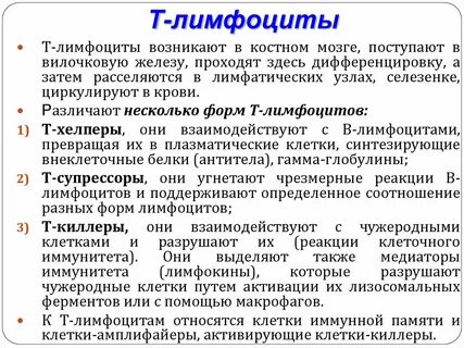 Роль лимфоцитов в организме