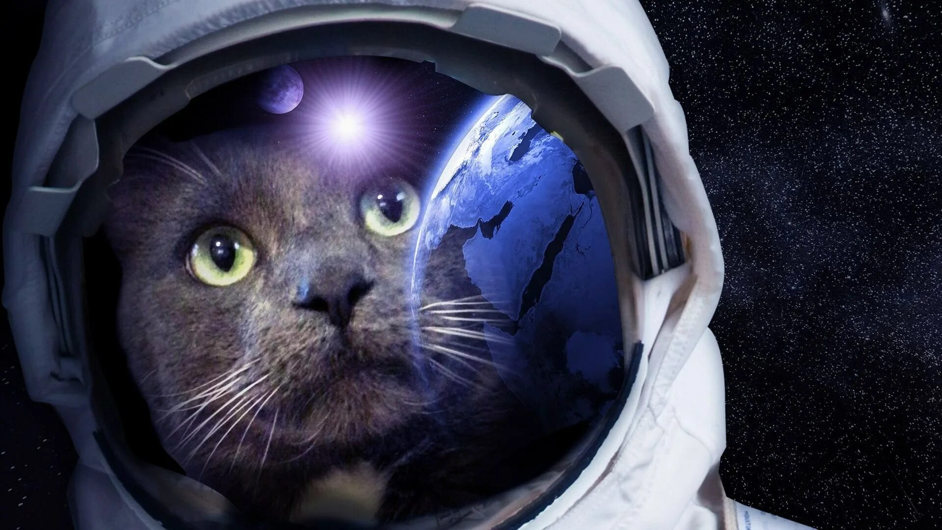 Кот космонавт. Скафандр. Кот в скафандре. Космический кот. 1 кошка в космосе