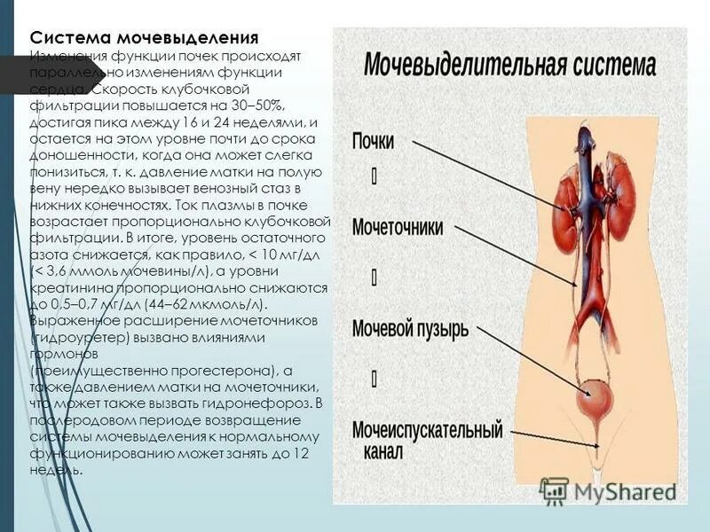 Расстройство процесса мочеиспускания. Расстройства мочеиспускания виды. Заболевания мочевыделительной системы названия. Каковы последствия нарушения работы мочевыделения. Каковы последствия нарушения работы мочевыделения.