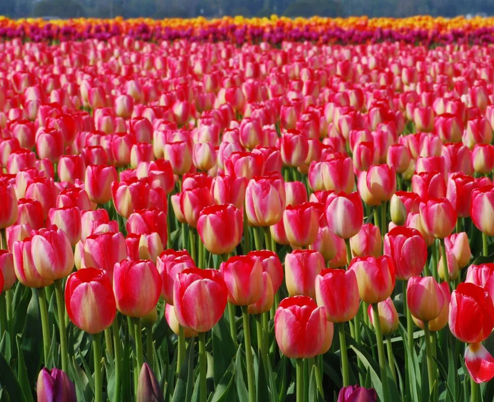 Тюльпан сан пабло. Тюльпан кушкинский. Тюльпан либридже. Тюльпан донателло. Тюльпан бахромчатый ланжери.