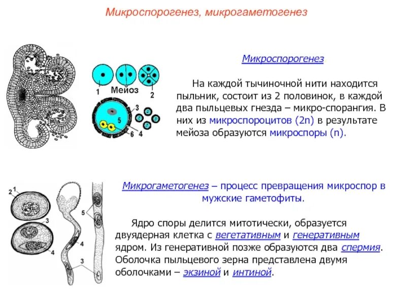 Микроспорогенез и макроспорогенез. 3) Вегетативная клетка пыльцевого зерна. Микроспорогенез пыльцевого зерна. Схема микроспорогенеза и микрогаметогенеза у цветковых растений. Формирование мужского гаметофита