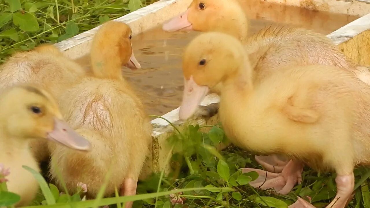 Утки агидель фото и описание и отзывы. Утята муларды голубой Фаворит. Утята Агидель и Фаворит. Бройлерная утка Агидель. Утята Агидель башкирка.