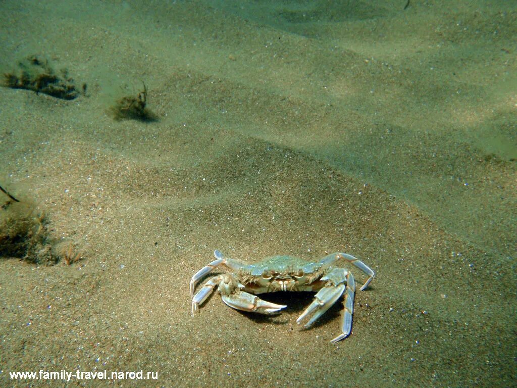 Черные крабы животные. Крабы черного моря. Черноморский краб. Краб песчаный Черноморский. Черноморский краб Тарпан.