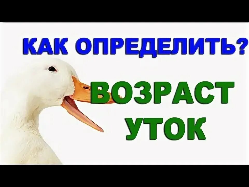 Как определить Возраст утки. Как определить Возраст утенка. Как узнать Возраст утенка.