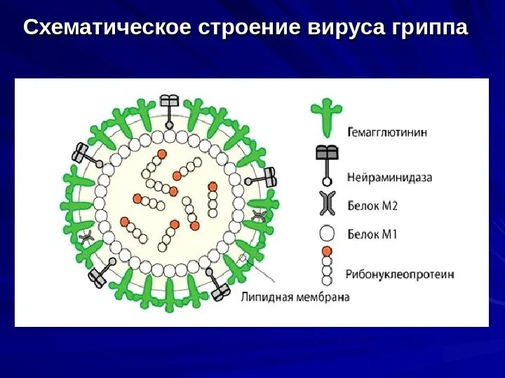 Вирус гриппа одноклеточный. Вирус гриппа строение РНК. Гемагглютинин вируса гриппа. Схематическая структура вируса гриппа. Птичий грипп строение вируса.