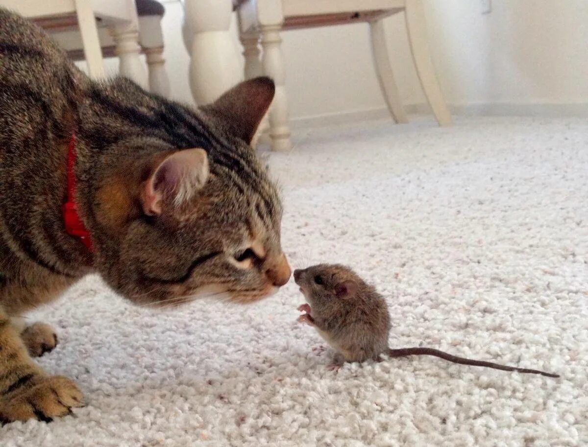 Кот и мыши. Кошки-мышки. Кот с мышью. Котенок и мышонок. Кошечку мышку