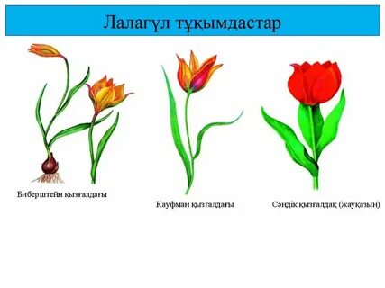Порно жасанды пениса лесбиянки қатыгез