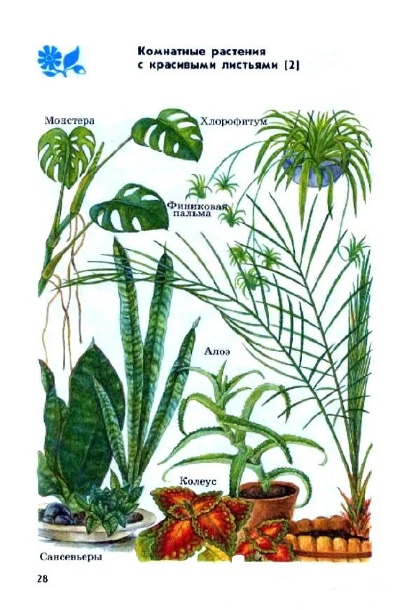 атлас определитель комнатные растения 2 класс