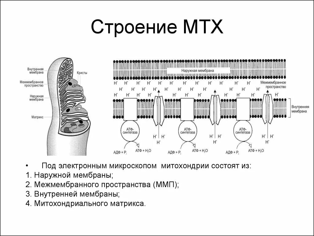 Наружная мембрана митохондрий структура. Внешняя и внутренняя мембрана митохондрий. Строение внешней мембраны митохондрий. Функции наружной мембраны митохондрий.