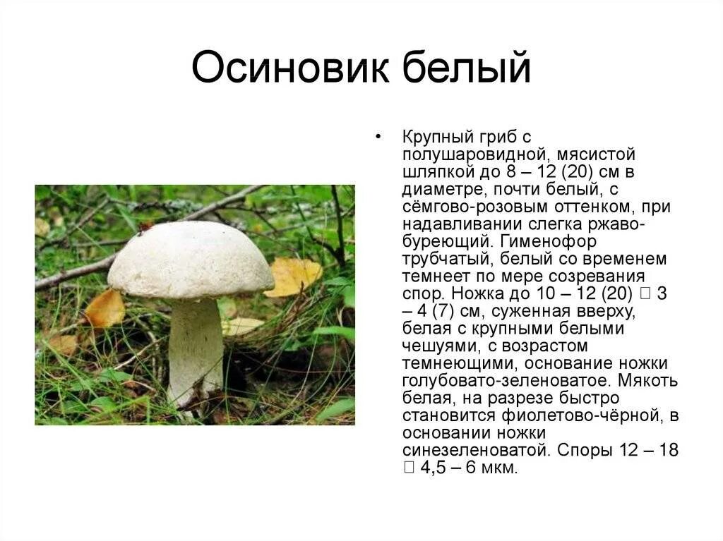 Белый фото и описание