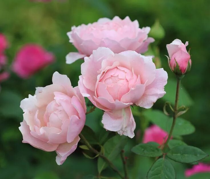 Rose rose talk. Rose rose talk. Rose rose talk. Rose rose talk. Группа blackpink розэ.