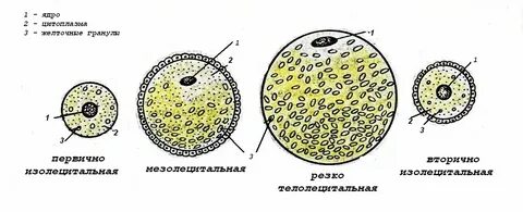 Яйцеклетка человека изолецитальная