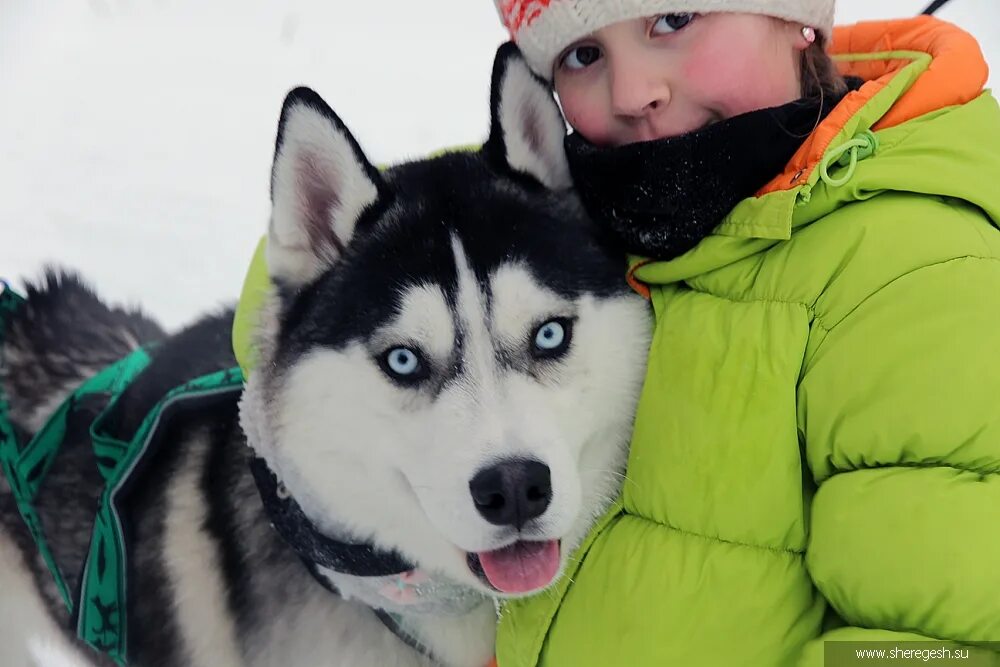 Шерегеш хаски катание. Собачьи упряжки на байкале. Хаски парк шерегеш сектор е. Хаски шерегеш. Хаски шерегеш.